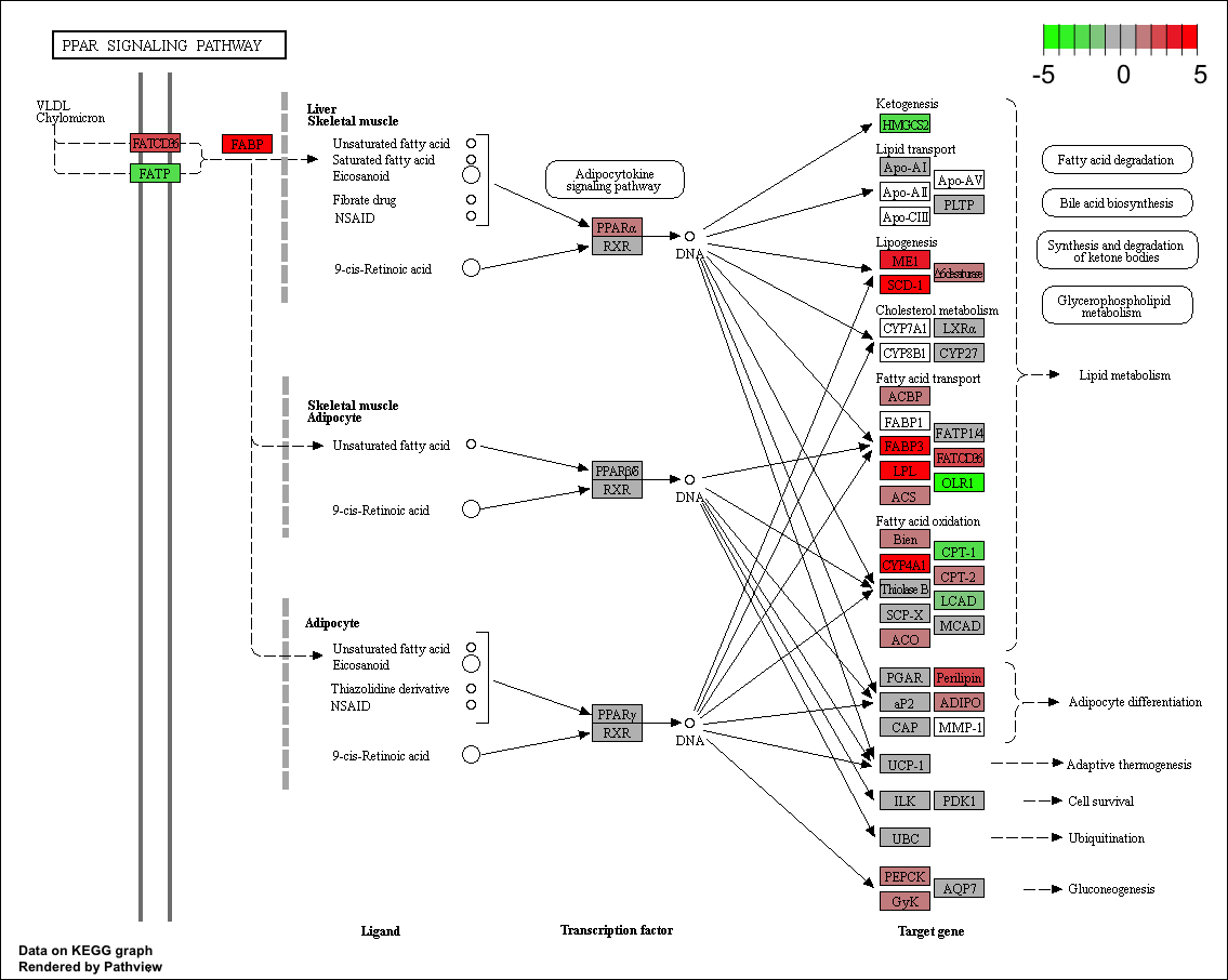 KEGG Pathway